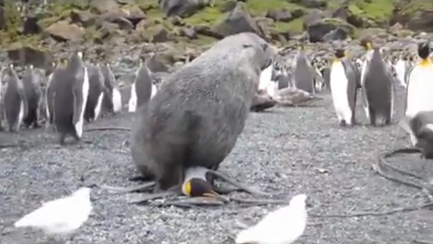 Des phoques accusés de viols sur pingouins